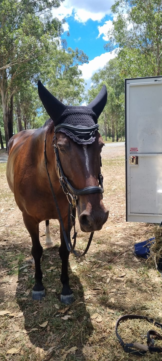Customer photo review of HW Micklem 2 Deluxe Comp Bridle