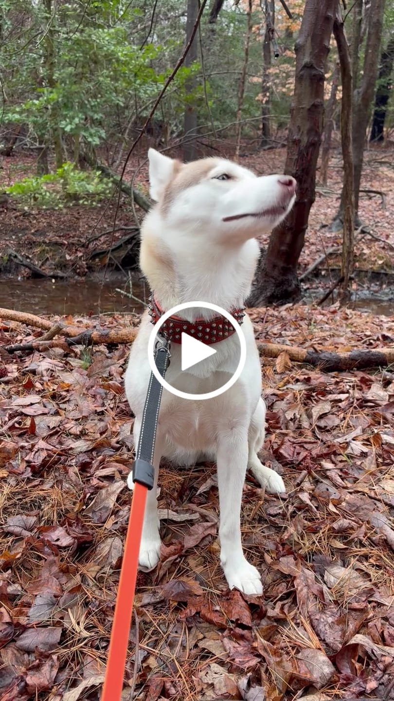Customer video review of Hand Made Leather Dog Collar - Ruthless Orange & Black (Wide Fit)