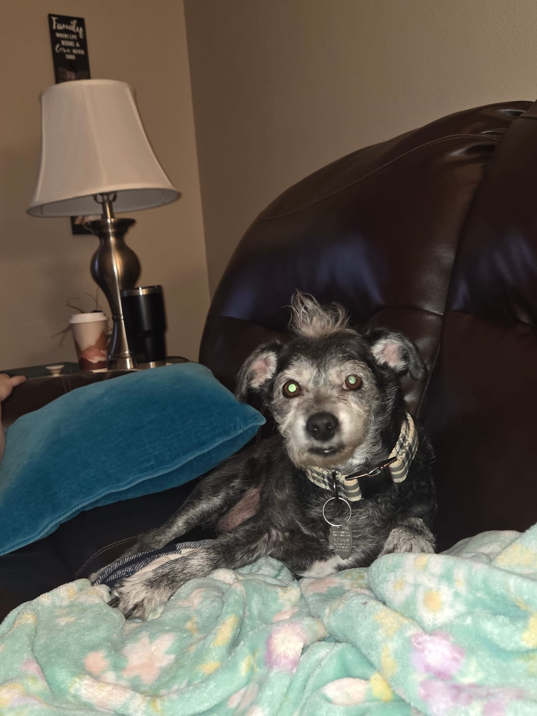 Customer photo review of KING KALM CBD 75mg - Small Dog & Cat Formula  20lbs or less