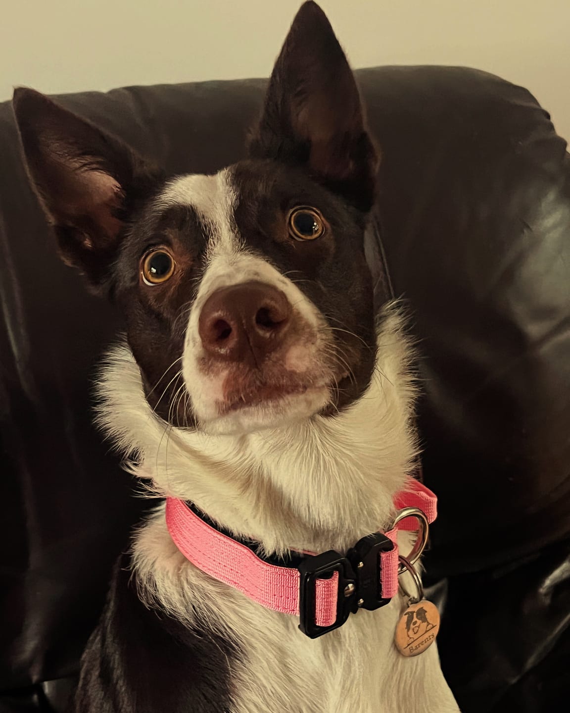 Customer photo review of 2.5cm Combat® Collar | With Handle & Rated Clip - Pink