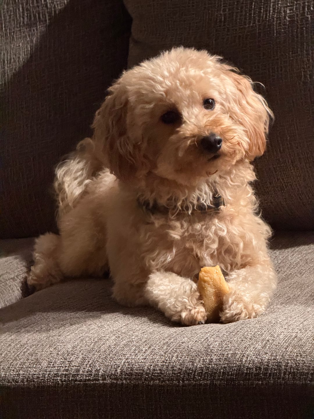 Customer photo review of Himalayan Yak Chew (LARGE)