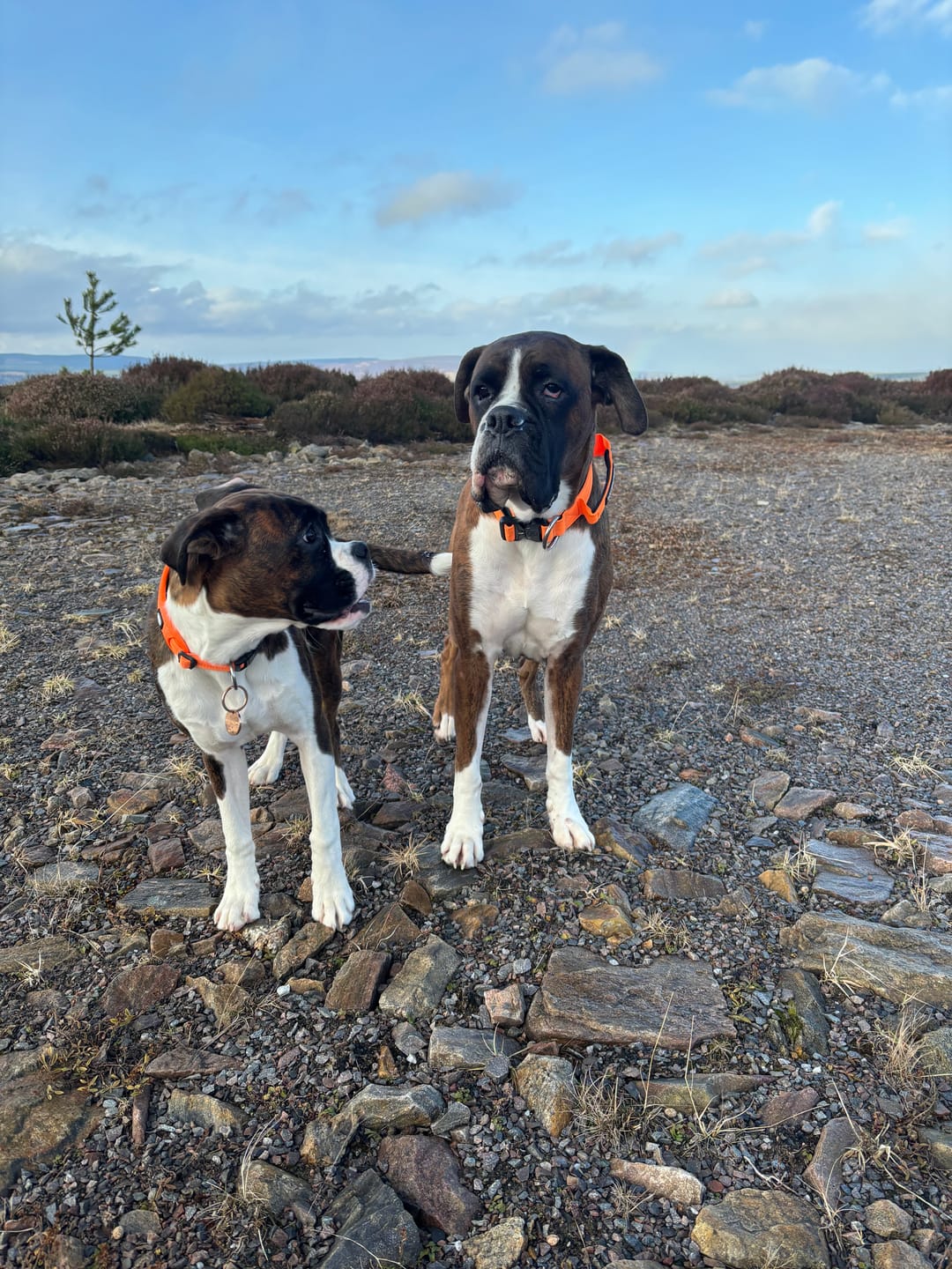 Customer photo review of 4cm Combat® Collar | Handle & Rated Clip - Orange