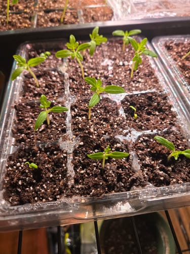 Customer photo review of Tomato (Tokyo Micro-Dwarf Tomato)