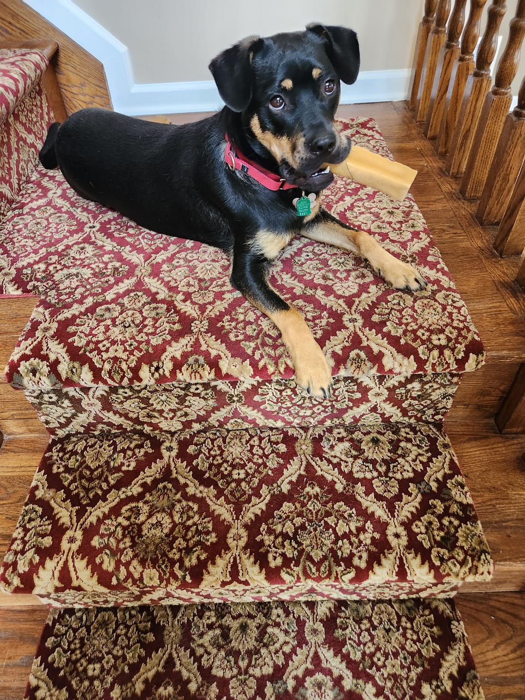 Customer photo review of Himalayan Yak Chew (EXTRA LARGE)