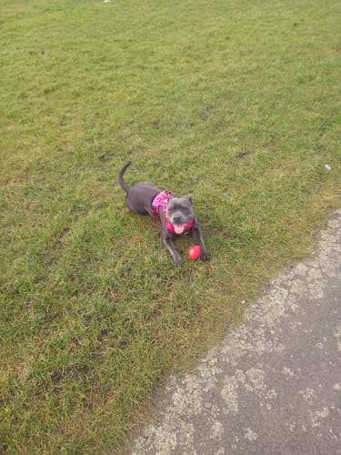 Customer photo review of Air Harness | Anti-Pull & With Handle - Carminerose