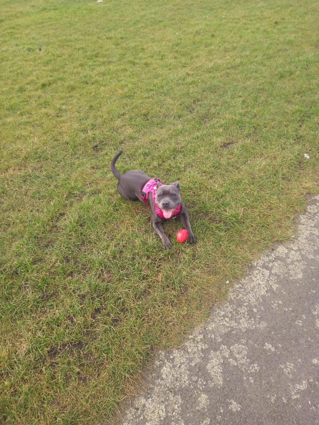 Customer photo review of Air Harness | Anti-Pull & With Handle - Carminerose