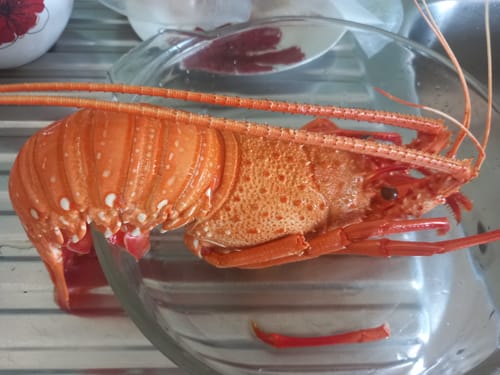 Customer photo review of Whole Red Crayfish Cooked (Tas)