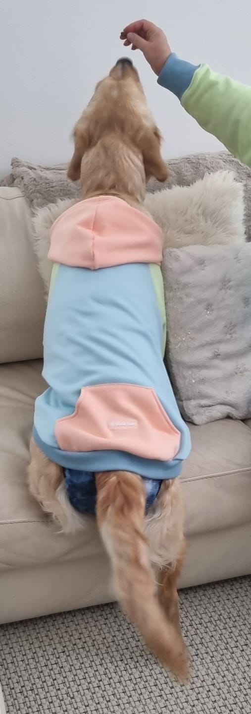 Customer photo review of Jelly Bean Dog Hoodie