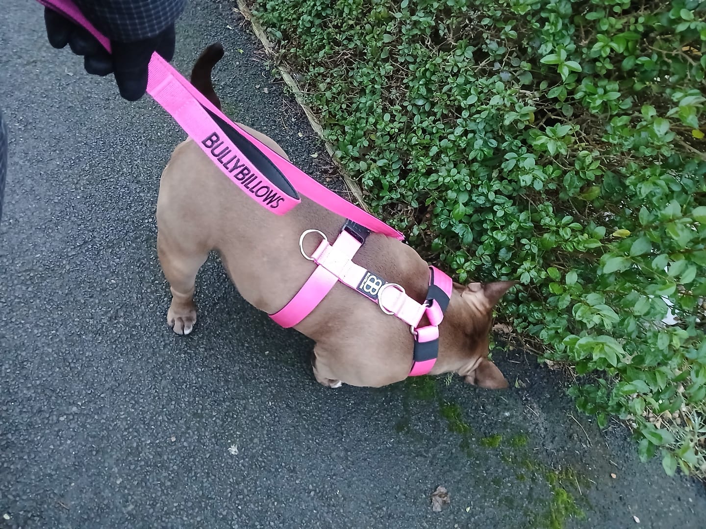 Customer photo review of 1.4m Swivel Combat Lead | Anti-Tangle & Secure Clip - Magenta