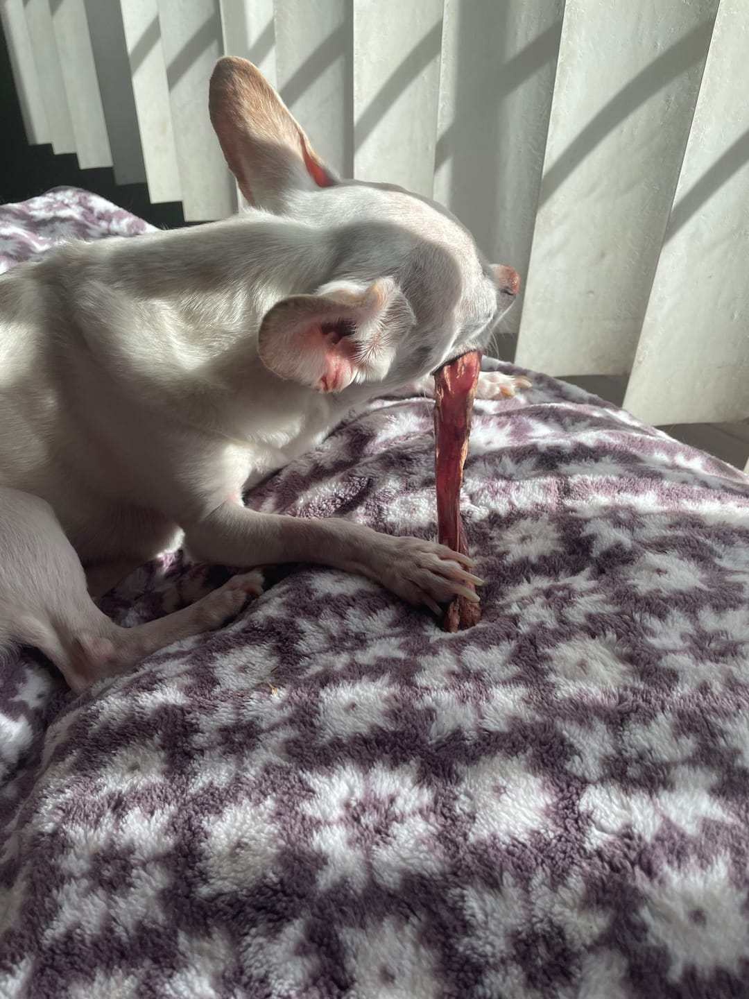 Customer photo review of 6 Inch Pixie Bully Stick