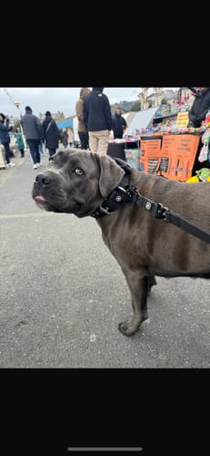 Customer photo review of 1.4m Swivel Combat Lead | Anti-Tangle & Secure Clip - Black