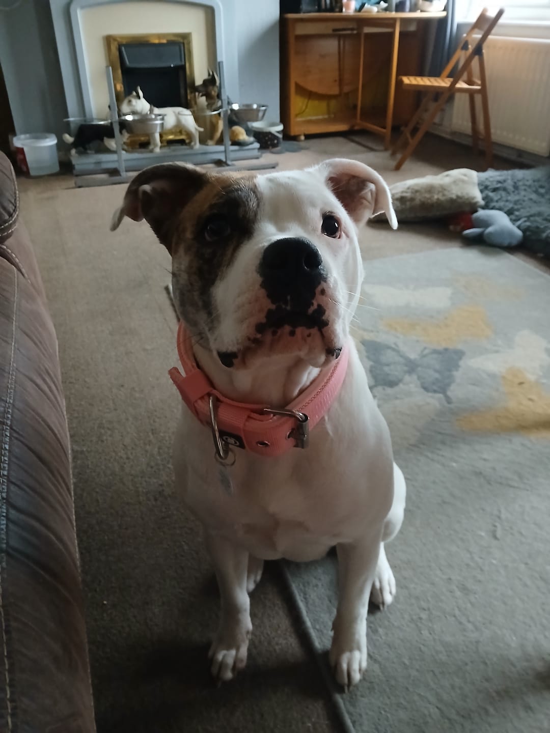 Customer photo review of 5cm Pin Buckle Collar | NO Handle - Pink