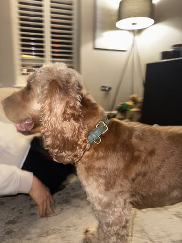 Customer photo review of Matcha┃Studio Collar