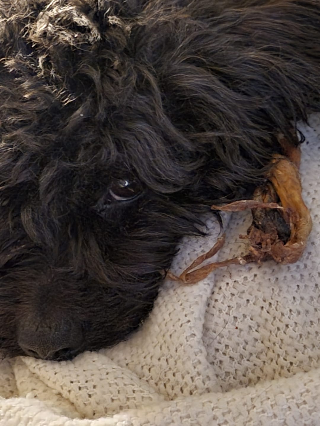 Customer photo review of 12 Inch Thick Braided Bully Stick