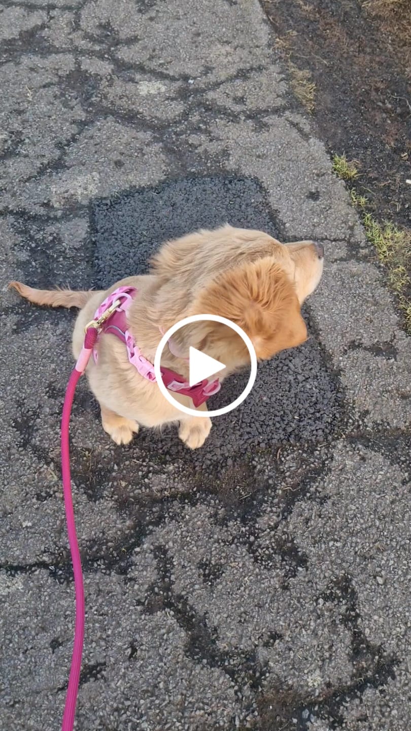 Customer video review of Tough Trails™ Harness - Walkies Ready® Raspberry Pink