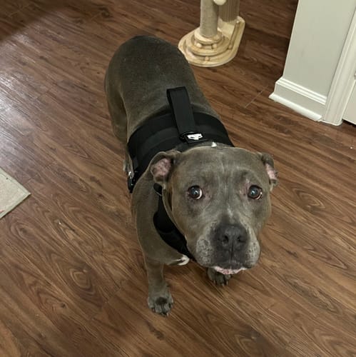 Customer photo review of No Pull Bully Proof Harness