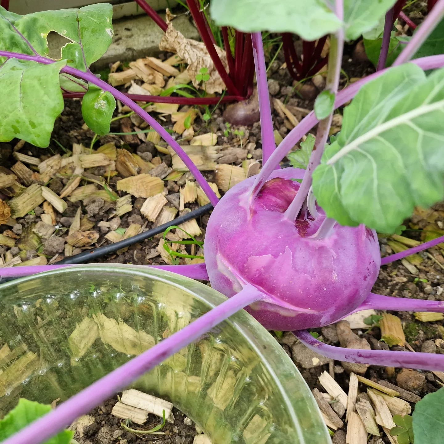 Customer photo review of Kohlrabi ‘Azur Star’