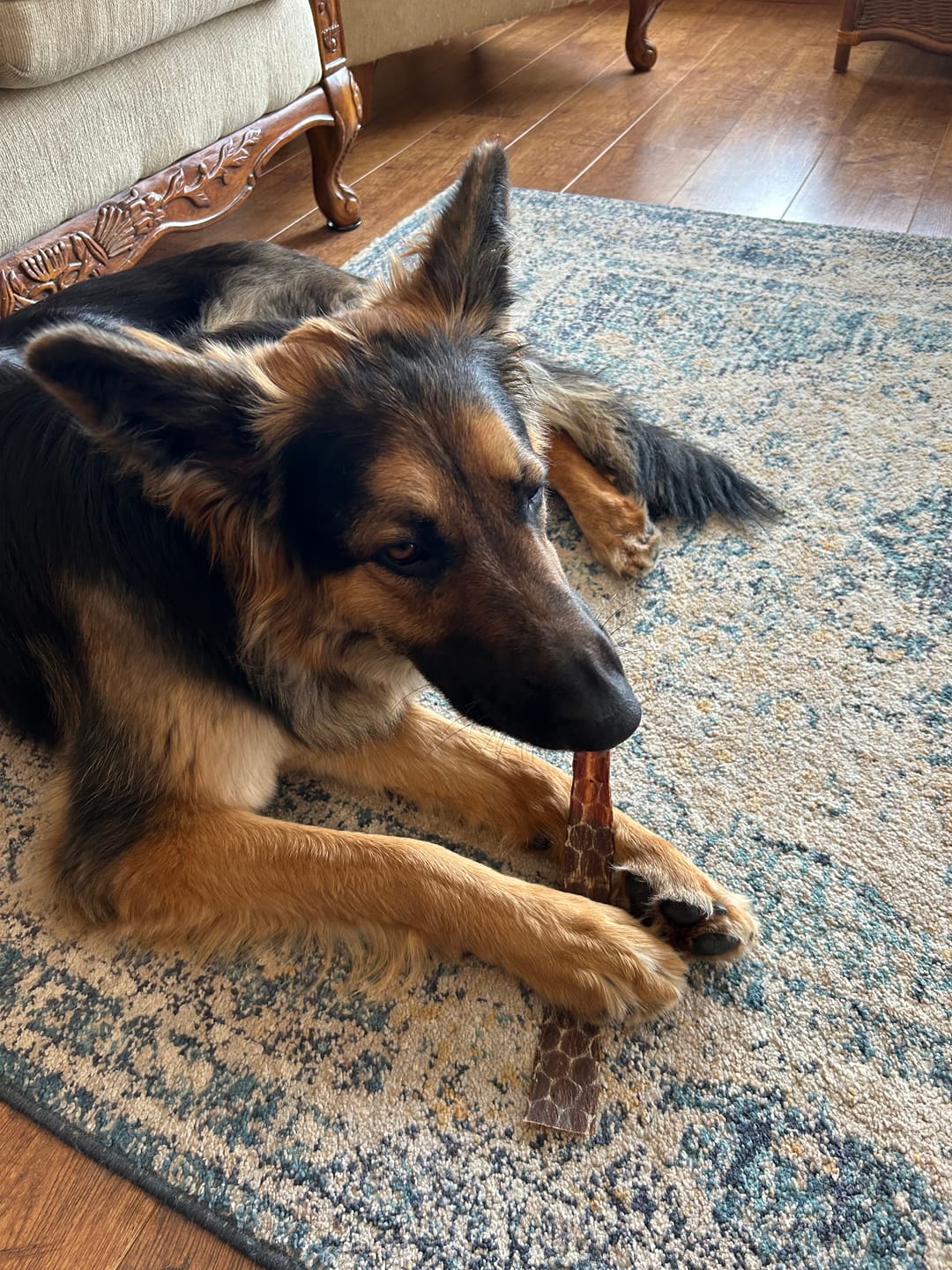 Customer photo review of 12 Inch Beef Jerky Strip