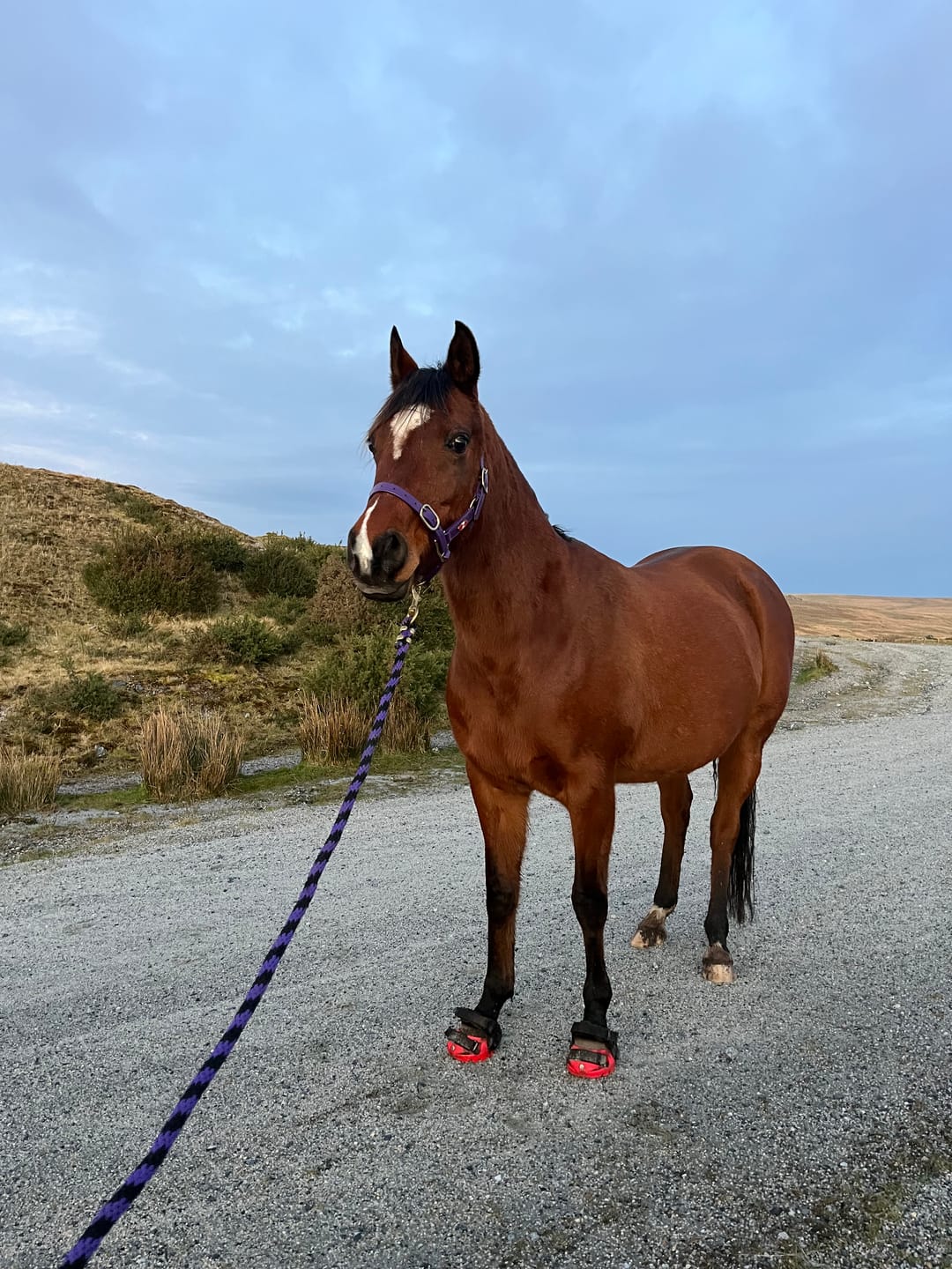 Customer photo review of Renegade® Viper Vivid™ Hoof Boots - Pink Passion