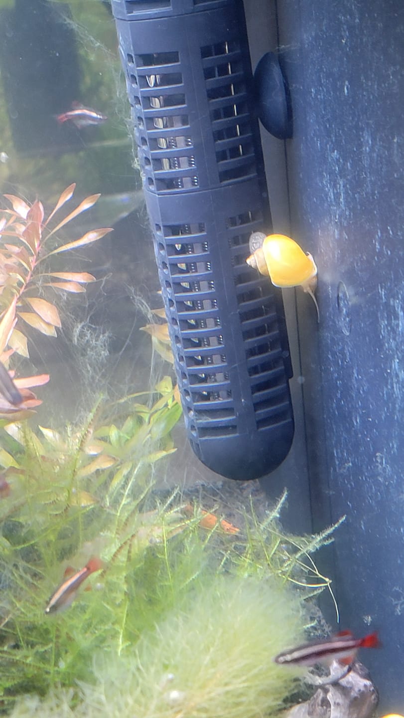 Customer photo review of Gold Mystery Snail
