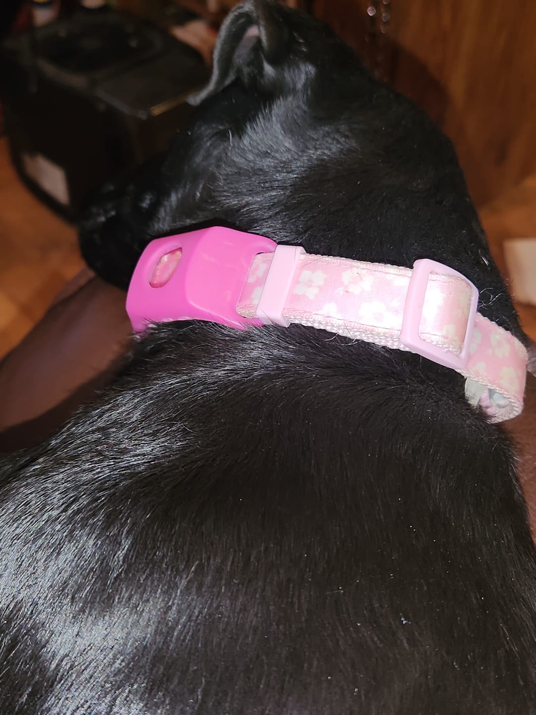 Customer photo review of FurLife Shipping Protection