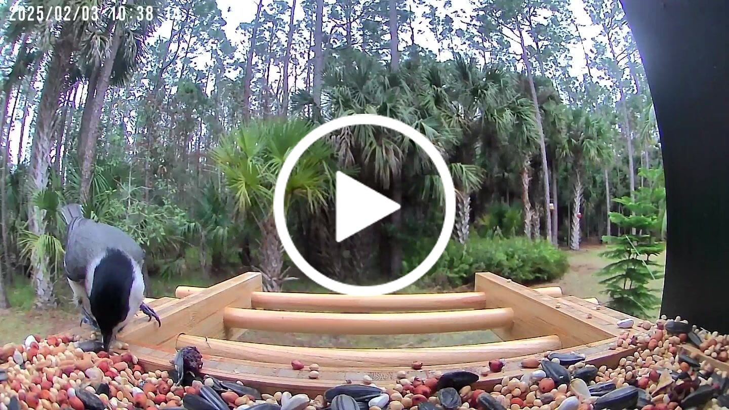 Customer video review of Birdfy Feeder Bamboo Mini - Bird Feeder With Camera