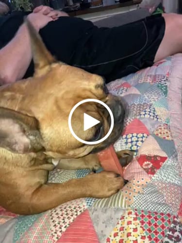 Customer video review of 5lbs Assorted Yak Chews One Size Fits All - regular, strawberry, coconut, flax seeds, honey and turmeric chews