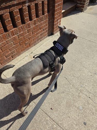 Customer photo review of Black Bully Proof Collar