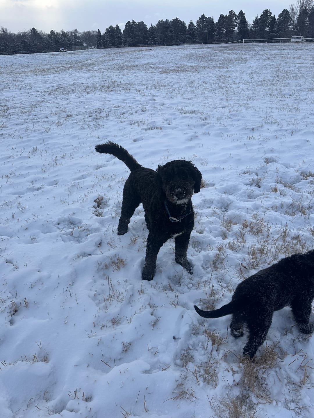 Customer photo review of Solace Waterproof Dog Collar