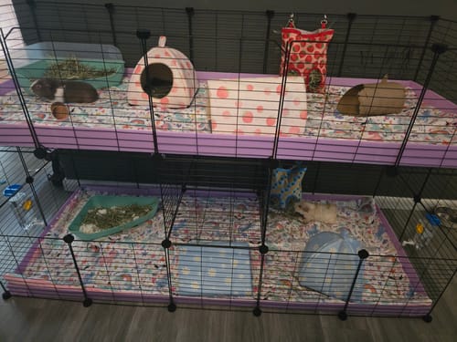 Customer photo review of Two Tier 5x2 C&C Double Cage