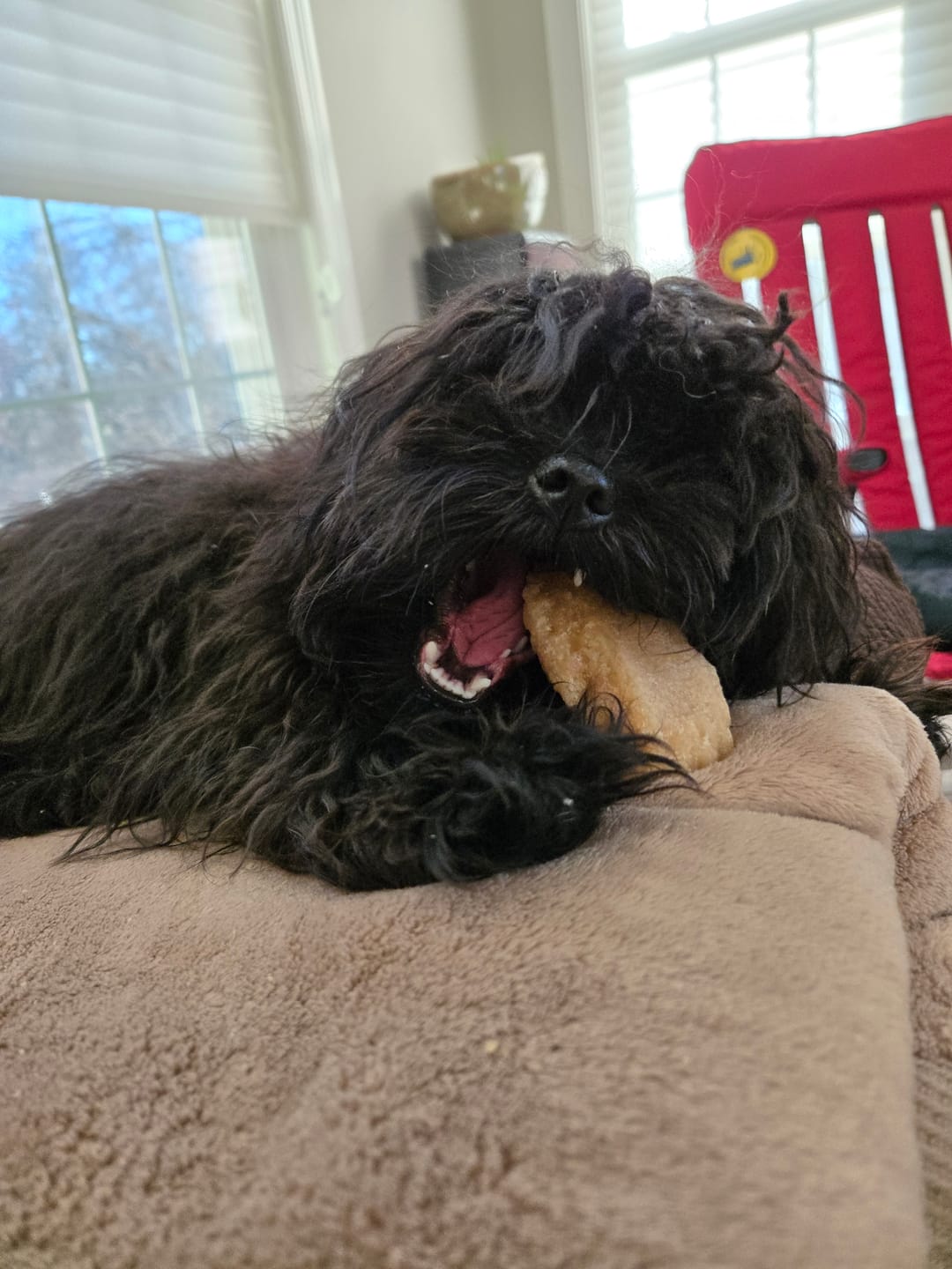 Customer photo review of Himalayan Yak Chew (EXTRA LARGE)