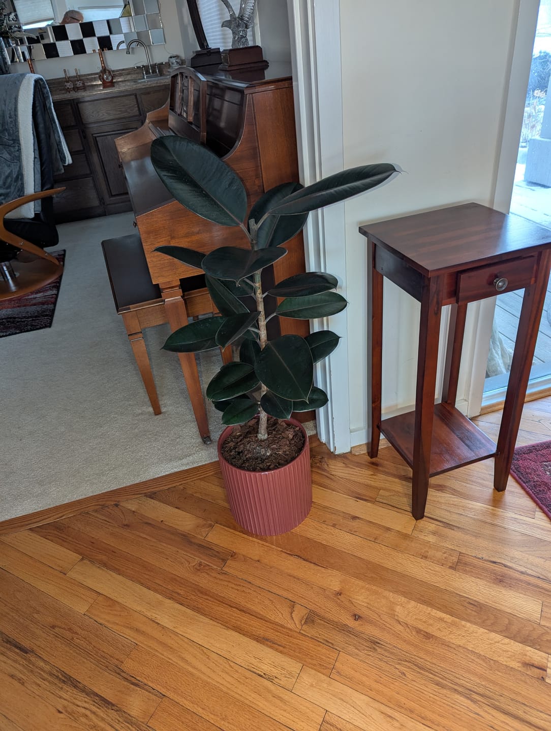 Customer photo review of Ficus Burgundy Bush, Rubber Tree