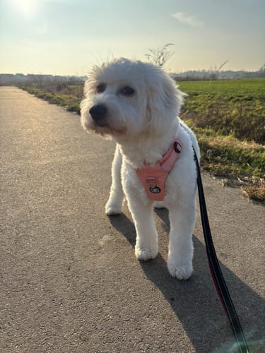 Customer photo review of Air Harness | Anti-Pull & With Handle - Pink