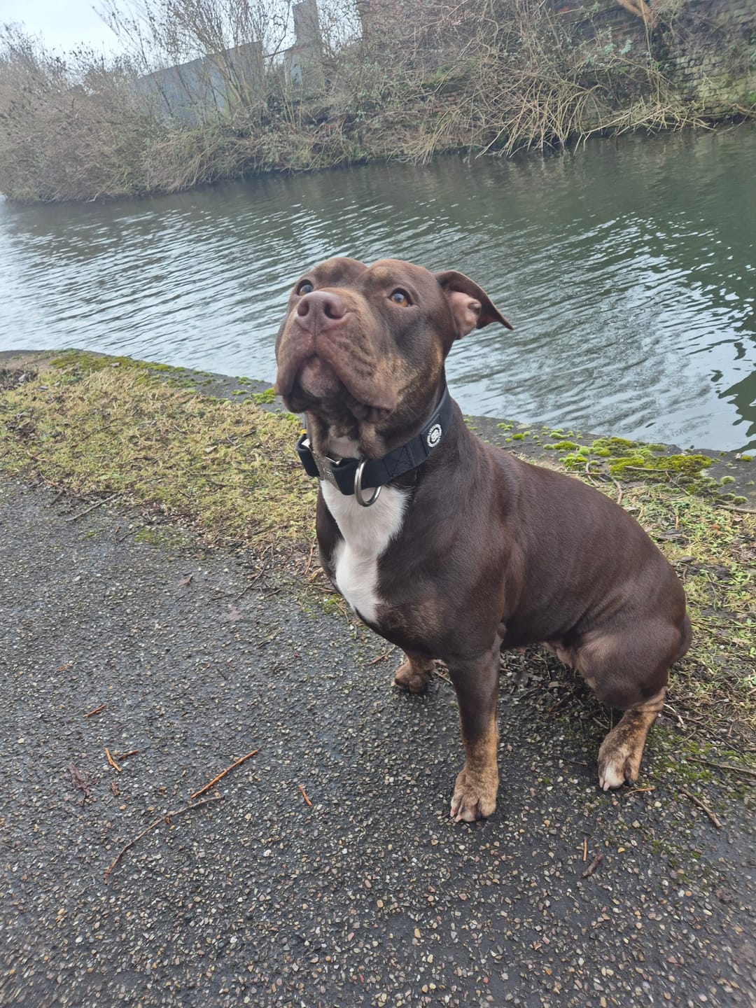 Customer photo review of 4cm Combat Billowthane® Collar | Waterproof - Platinum