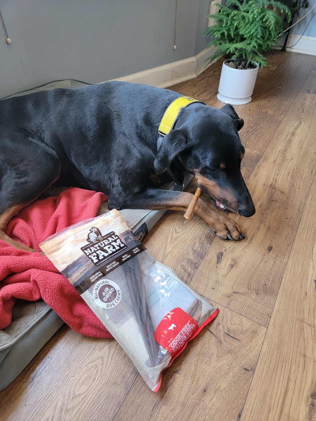 Customer photo review of Beef Collagen Sticks - 12 Inch
