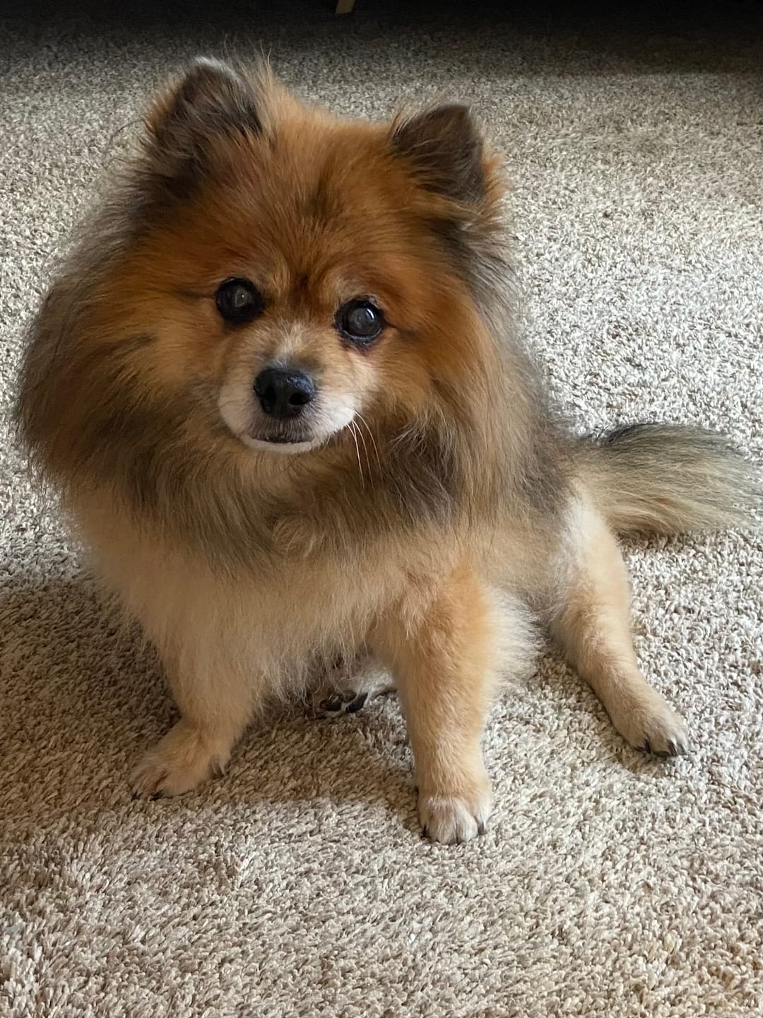 Customer photo review of Dog UTI & Kidney Support Remedy