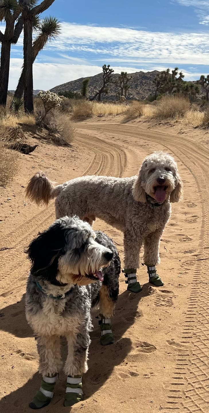 Customer photo review of Flex Shell Waterproof Dog Boots - Green