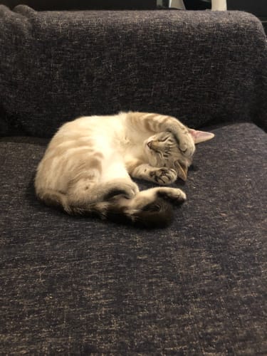 Avis photo d'un client sur Coffret Découverte Chaton - 1kg Croquettes + 8 Pâtées + 3 probiotiques
