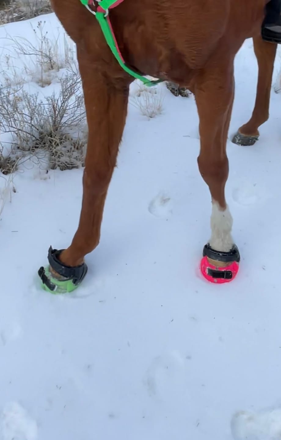 Customer photo review of Renegade® Viper Vivid™ Hoof Boots - Pink Passion