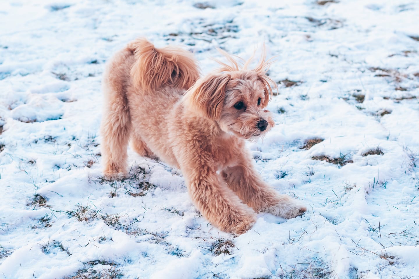 Customer photo review of CHRISTMAS EVE LIGHTROOM PRESETS