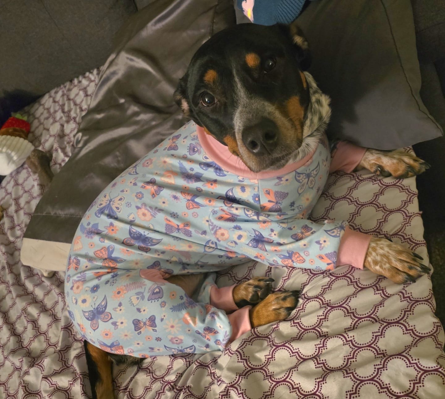 Customer photo review of Dog Pajama - Butterfly