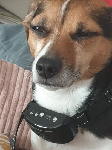 Customer photo review of Emmalove - Tierfreundliches Anti-Bell Halsband