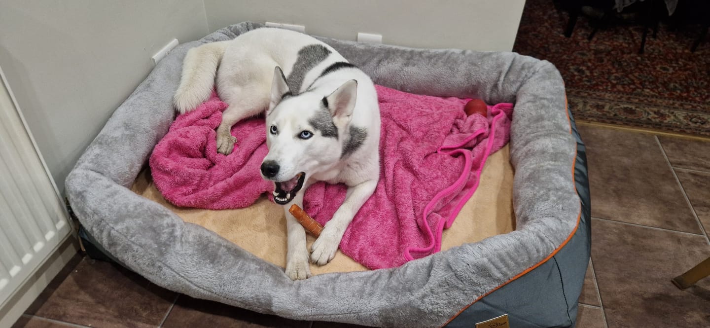 Customer photo review of Ultimate Comfort Orthopedic Dog Bed – Foam Mat with Bolster & Removable Cover – L to 3XL