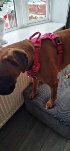 Customer photo review of Air Harness | Anti-Pull & With Handle - Carminerose