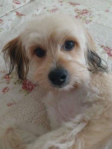 Customer photo review of Rutina piel sensible mascotas🐾