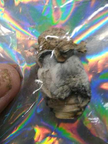 Customer photo review of Non Detect Mushrooms - 50% Off