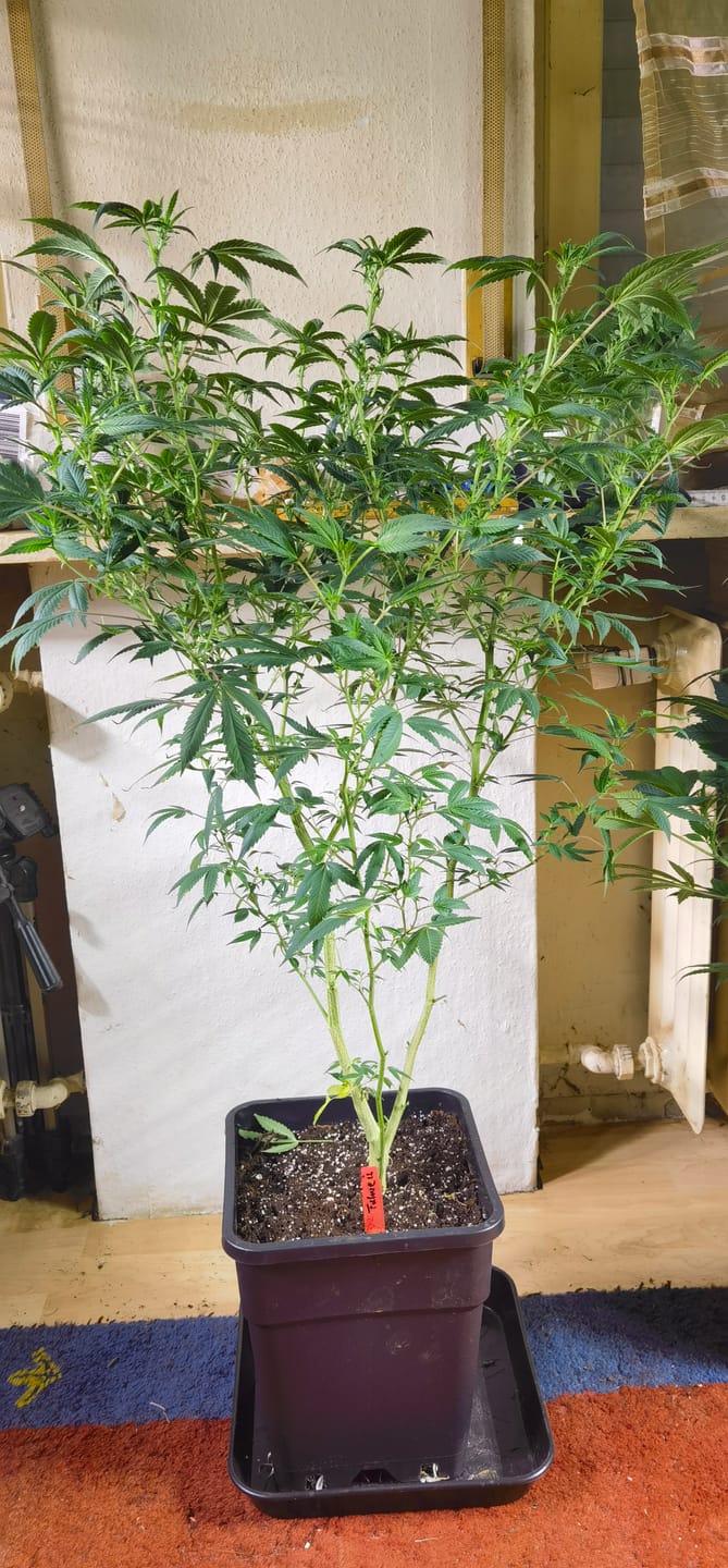 Customer photo review of Hanfstecklinge | Future Island