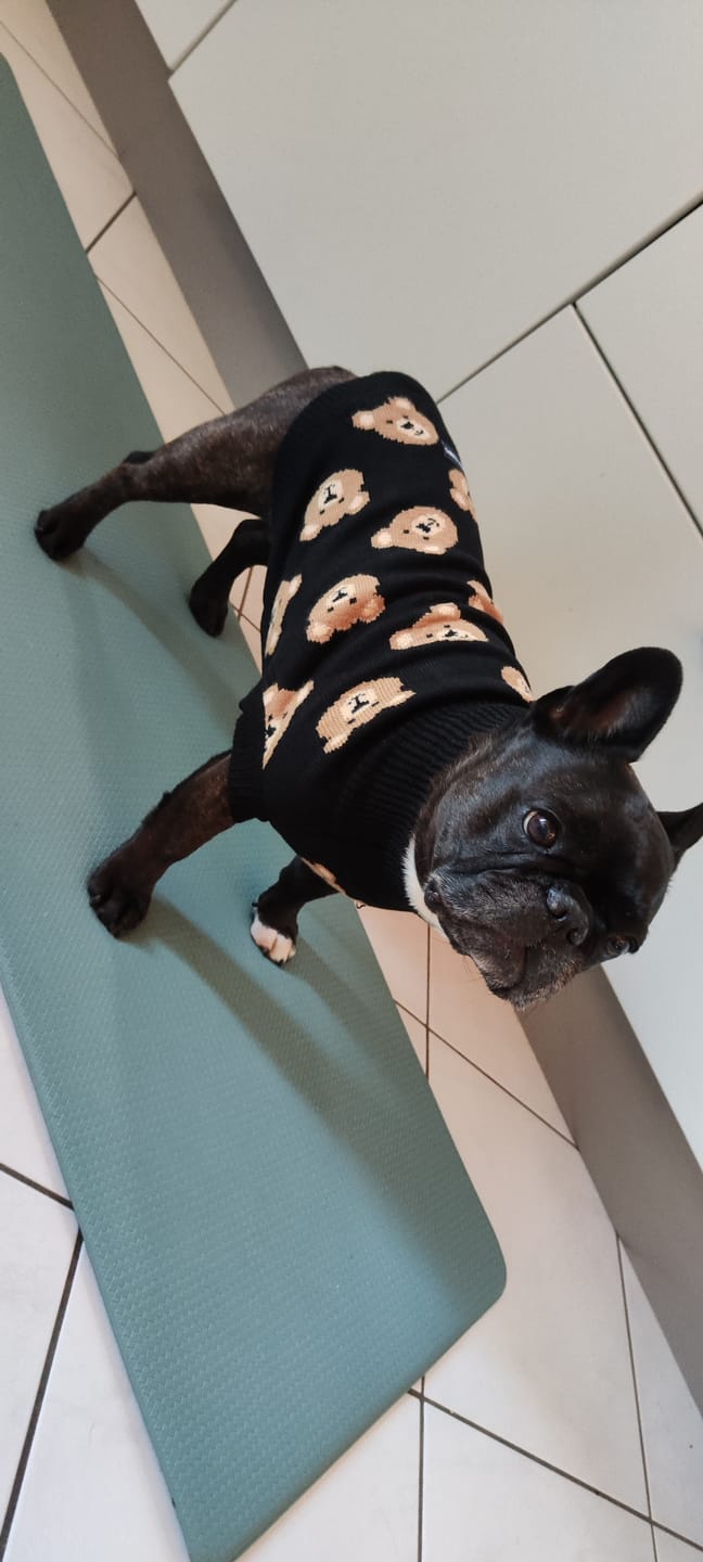 Customer photo review of Broken Teddy Bear Knit Dog Sweater - Black