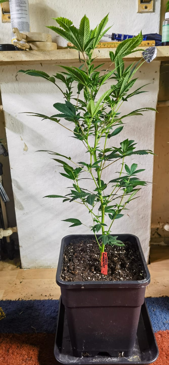 Customer photo review of Hanfstecklinge | Blackberry Moonrock