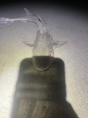 Customer photo review of Spare Propellers Set of 4